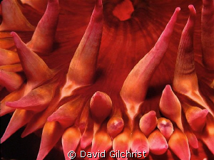 Anemone sp. Close Up, Queen Charlotte Islands-Canada's Pa... by David Gilchrist 
